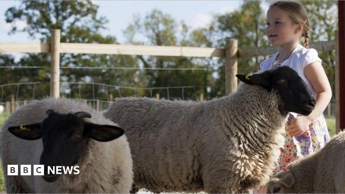A little girl with blonde plaits is playing with sheep at Puxton Park near Weston super Mare