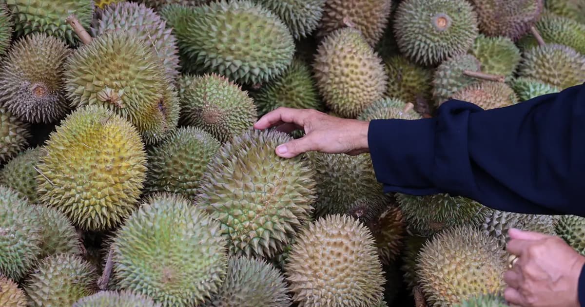 DURIAN