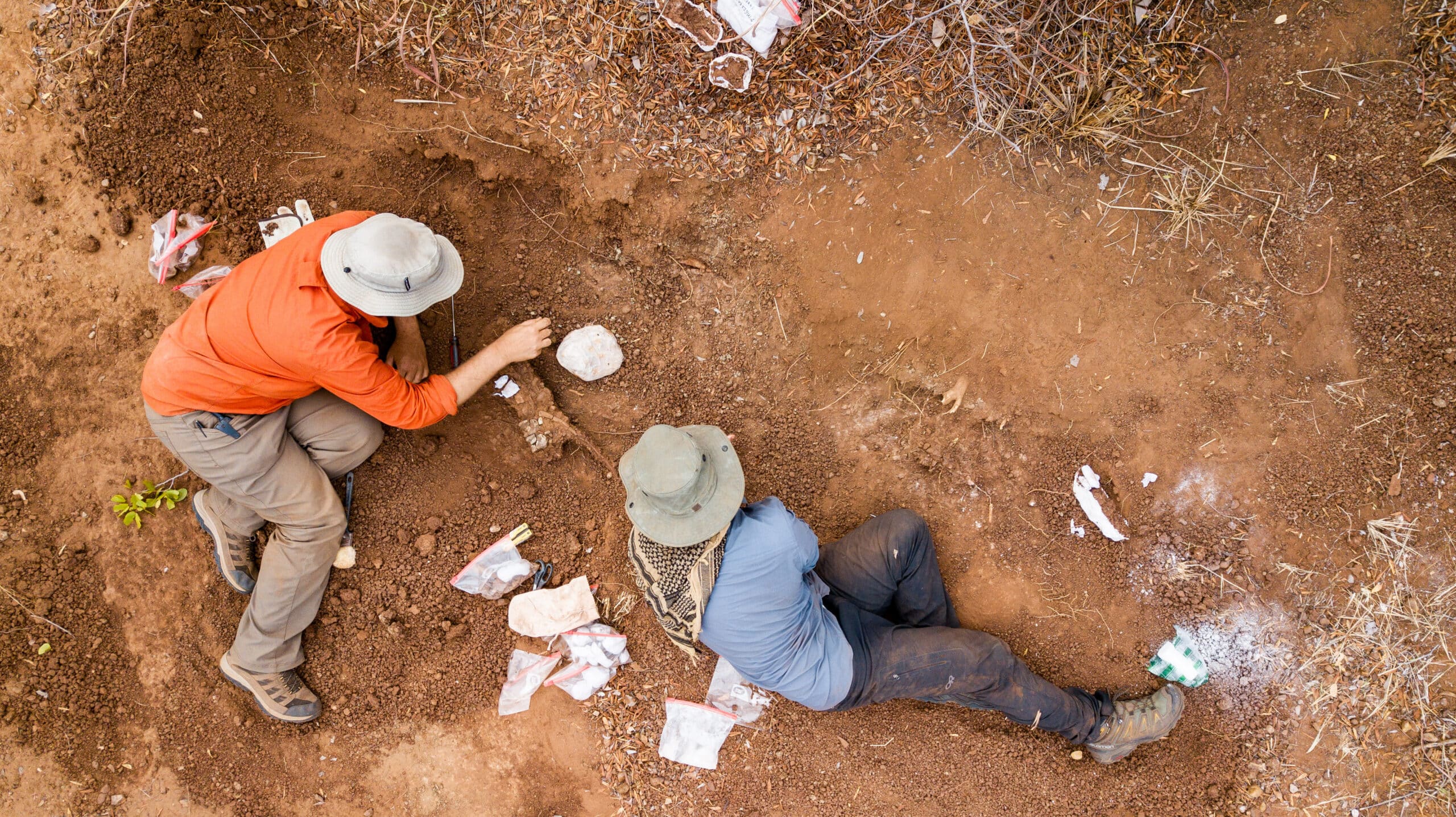 210-million-year-old dinosaur discovered in Zimbabwe