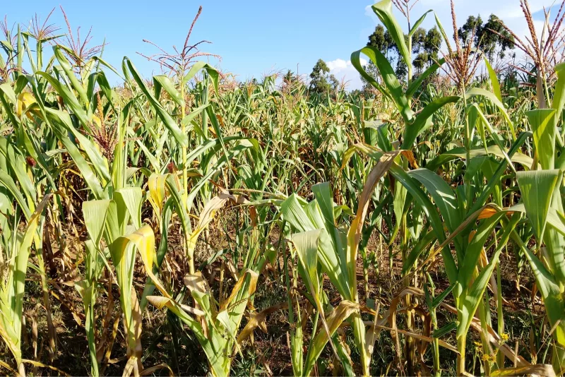Uasin Gishu and North Rift Crop Failure Assessment