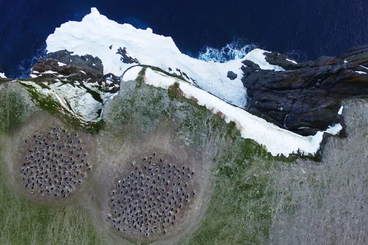 Decoding Antarctic Food Webs from Orbit