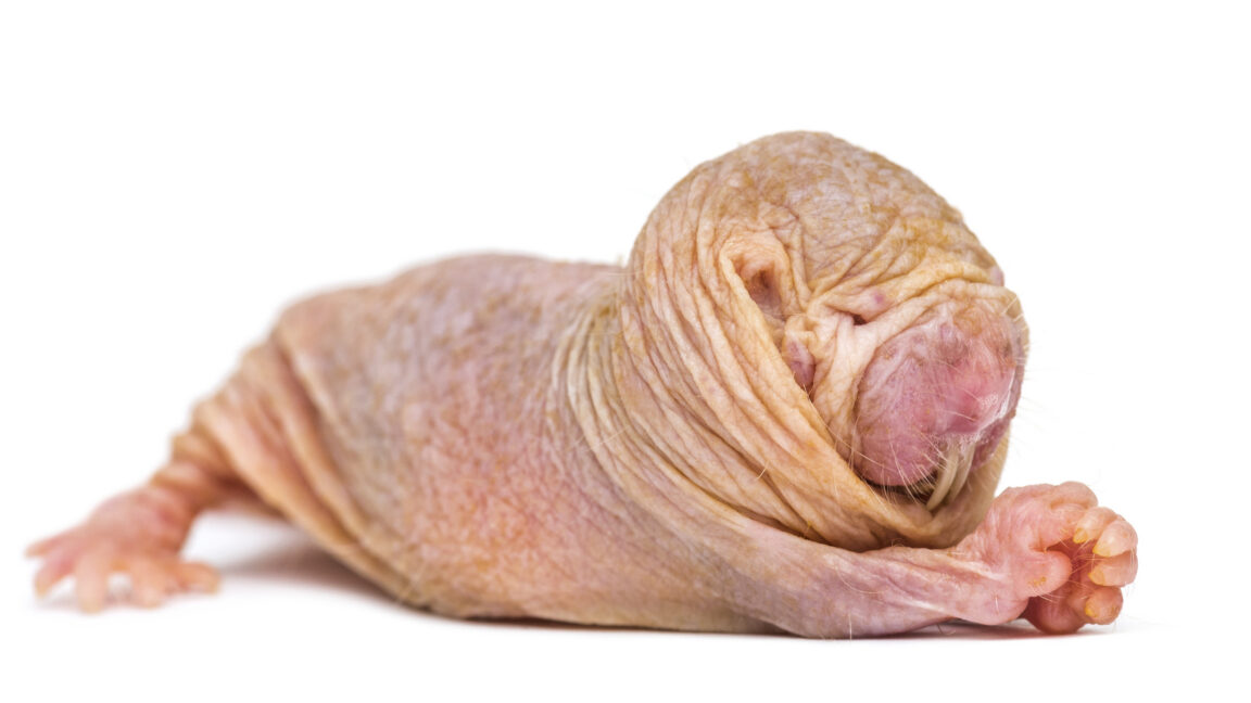 A white background and a small, hairless pink animal with a large, rounded head