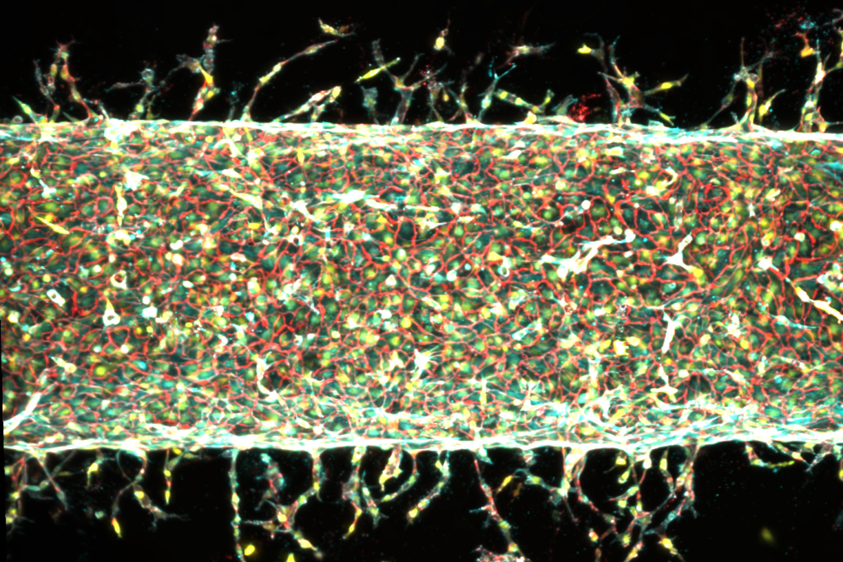 Mechanical Stimulation as a Biological Cue