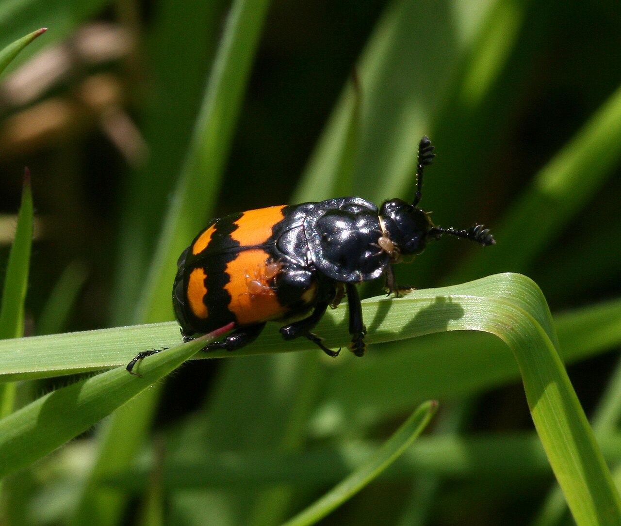 Heat Stress Increases Same-Sex Mounting in Burying Beetles