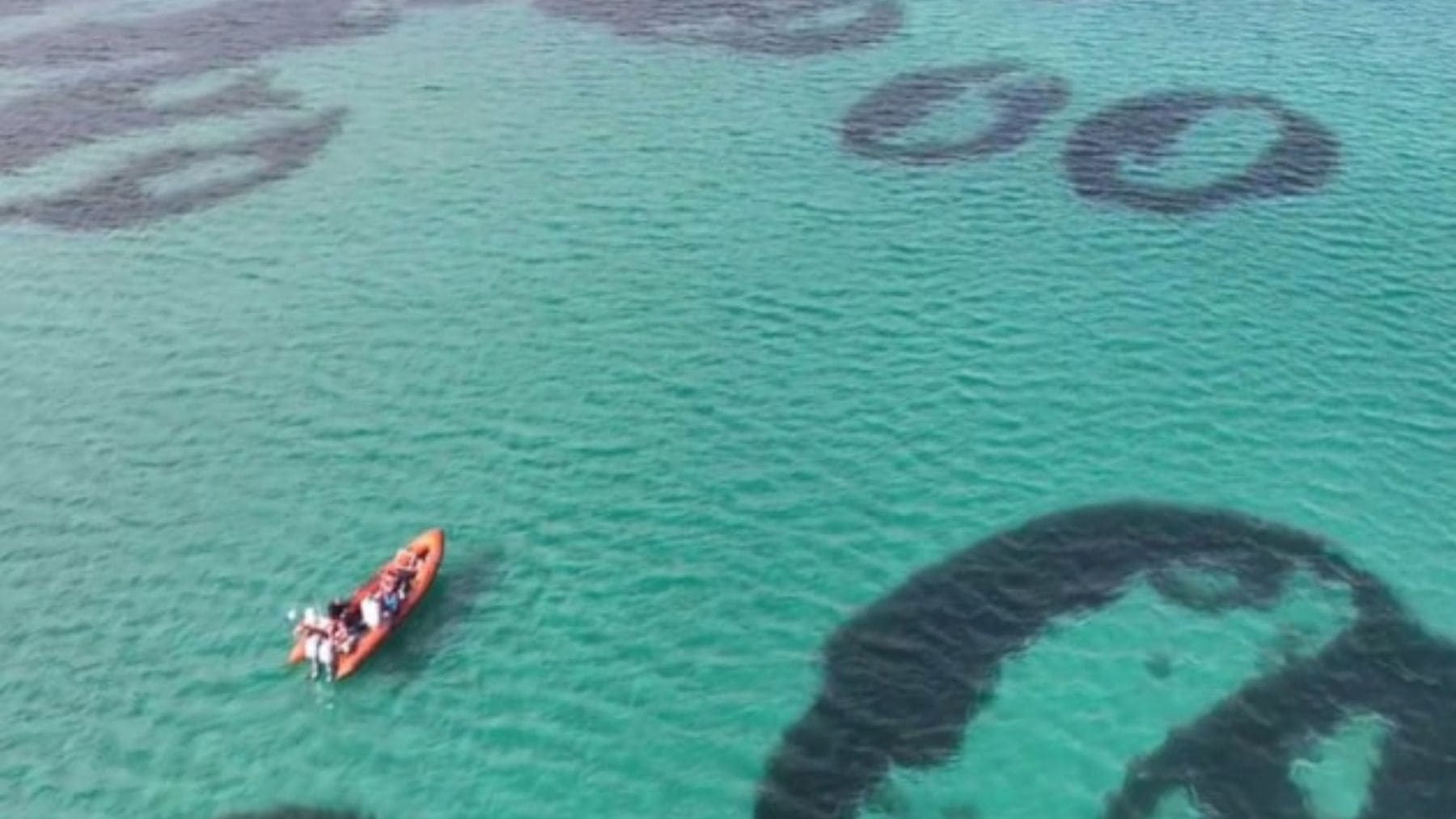 Anillos de pastos marinos en el mar de Escocia grabados por NatureScot