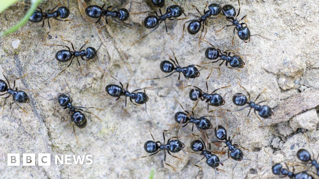 File photo of black ants