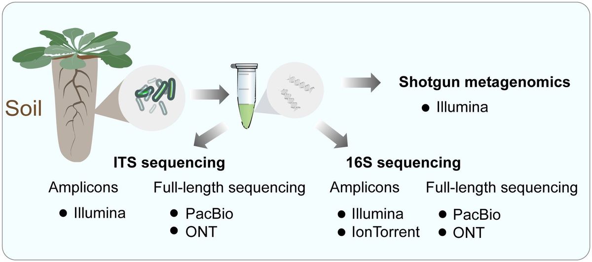Rapid Bacterial Profiling: A New Era for Equine Microbiome Research
