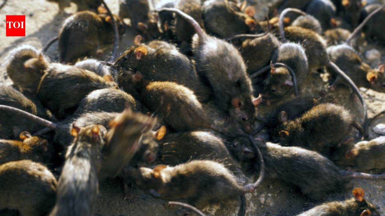 Invasive Rats Disrupt Coral Reef Food Webs by Decimating Seabirds