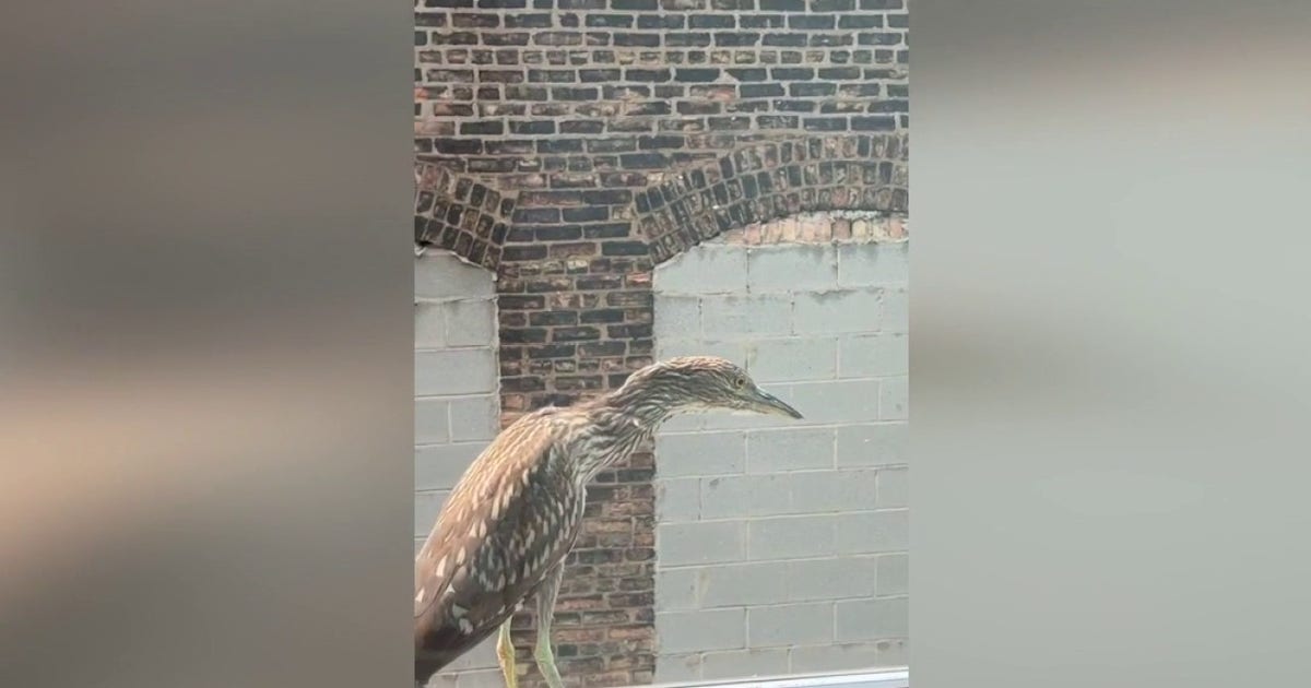 Black-Crowned Night Herons in Chicago’s River North