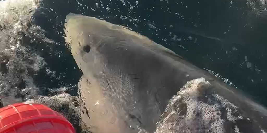 Contender, the 1,653-Pound Great White Shark, Tracks North Toward Atlantic Coast