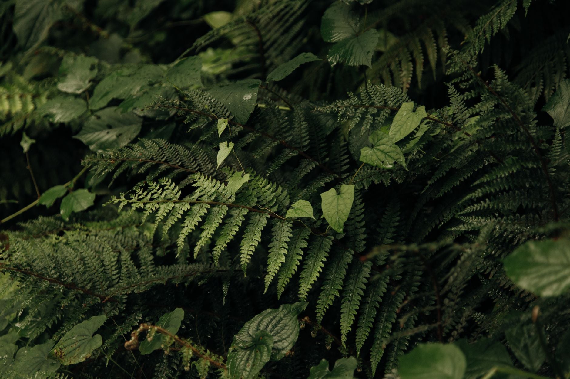 Close-up of lush green forest ferns