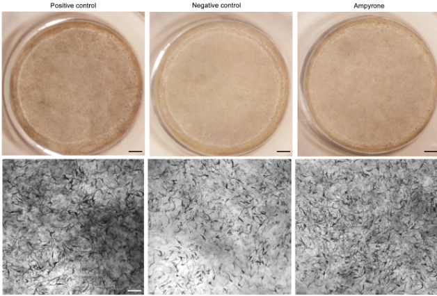 Understanding Hypopigmentation and the Role of Melanin