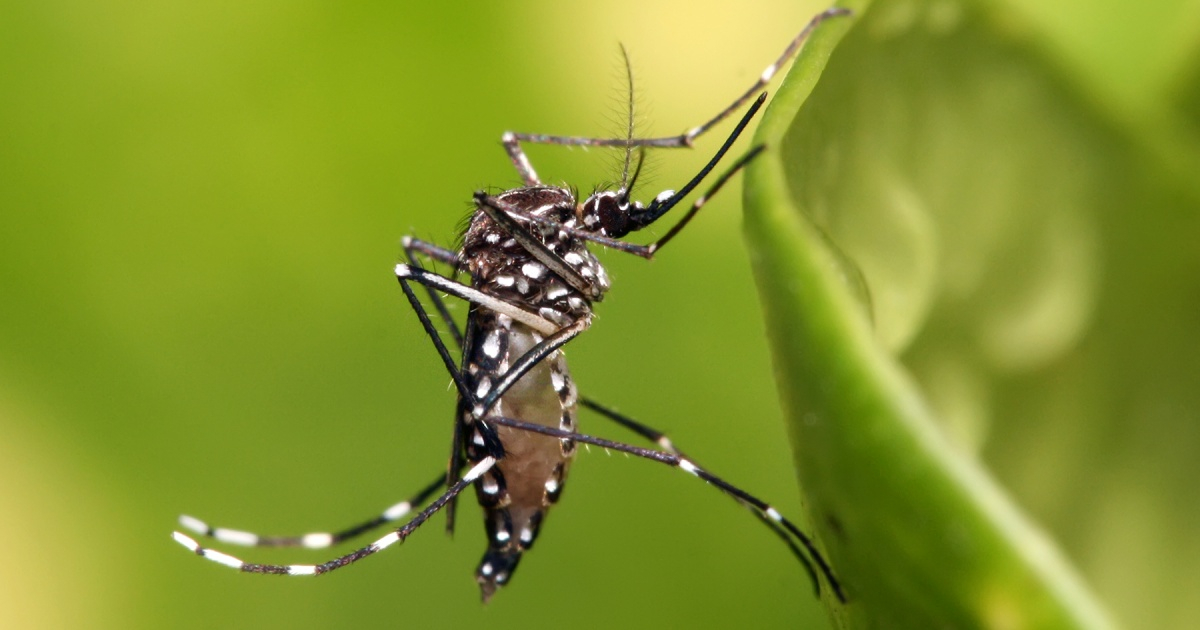 Florida Department of Health Confirms Local Dengue Case in Miami-Dade