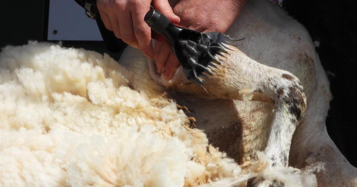 UK Home Office to End Visa Scheme for Foreign Sheep Shearers by 2027