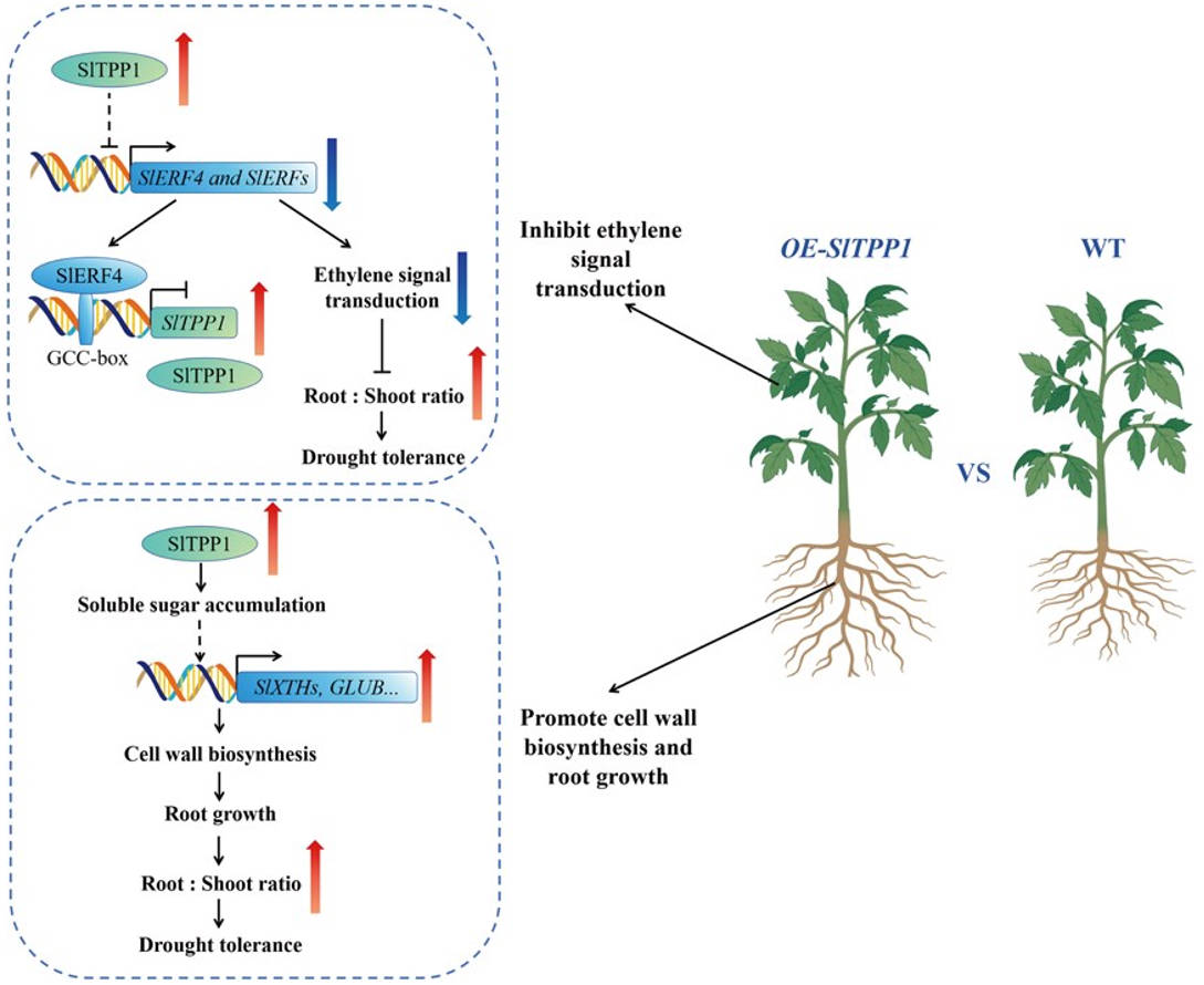 Xinjiang University Researchers Identify SlbHLH70 Gene for Tomato Drought Tolerance