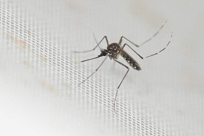 Virginia Reports First Documented Case of Locally Acquired Dengue Virus