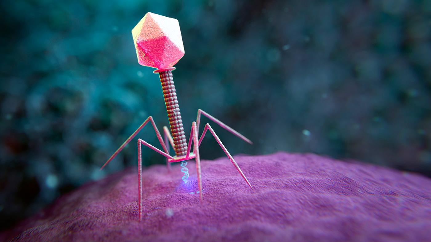 Researchers Use Phage Therapy and FMT to Reduce Recurrent UTIs in Patients