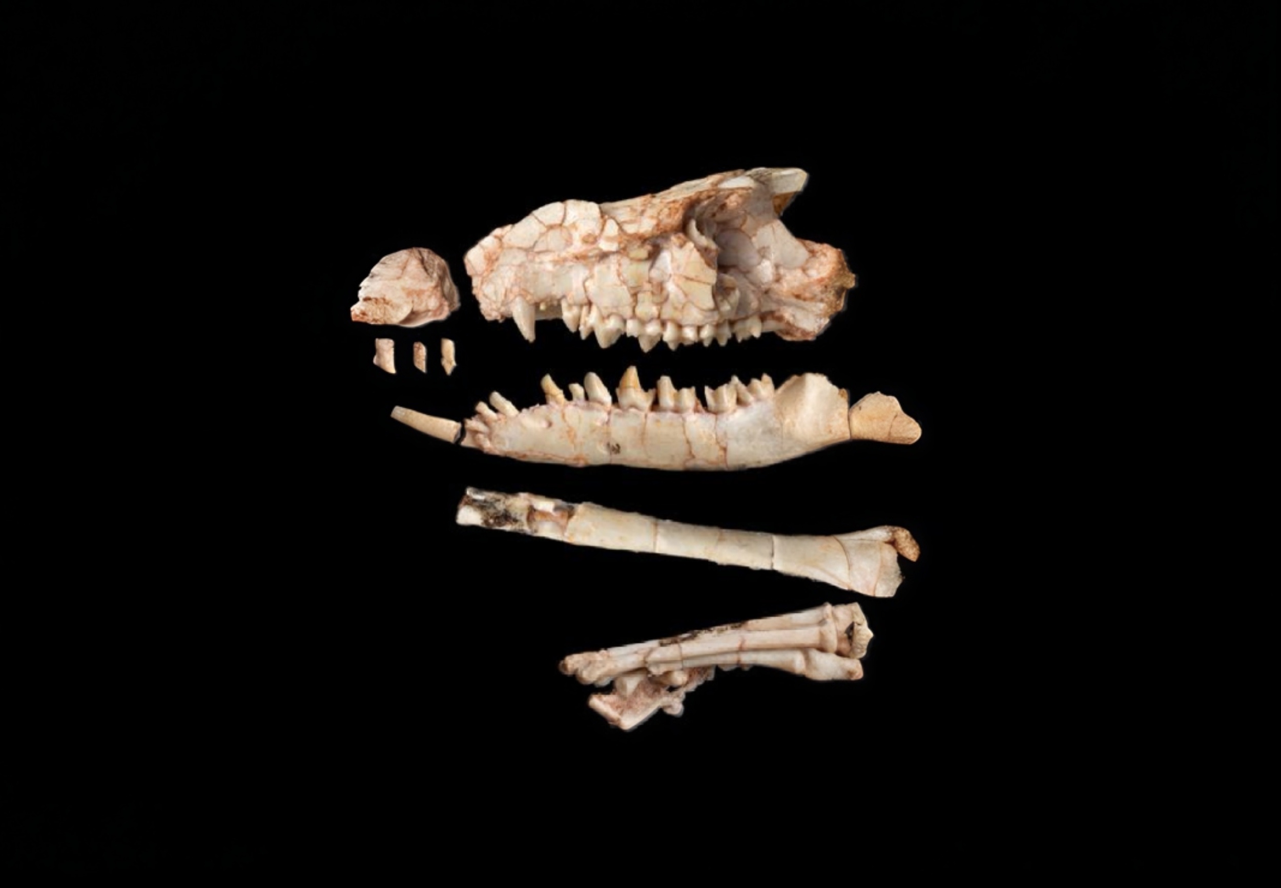 Gobi Desert fossil changes the mammal family tree
