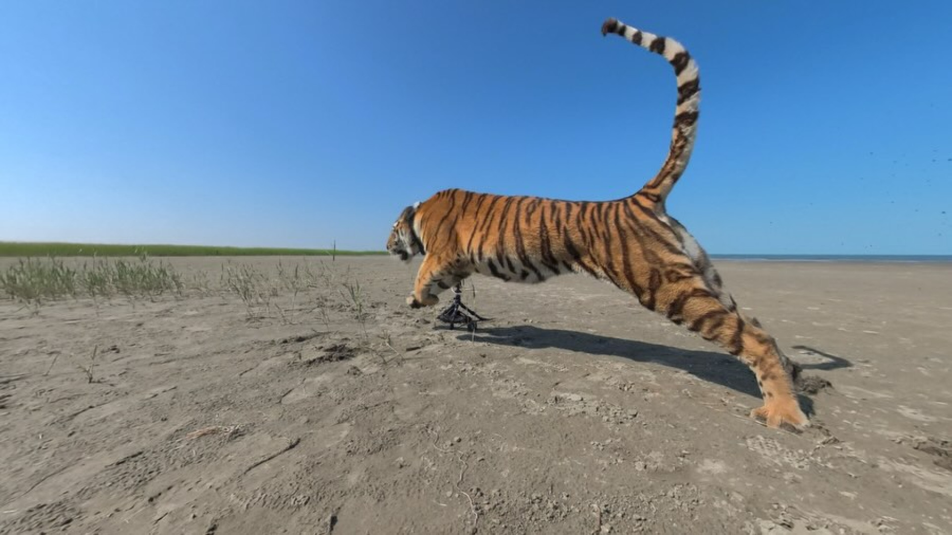 Amur Tigress Released in Kazakhstan After 70 Years