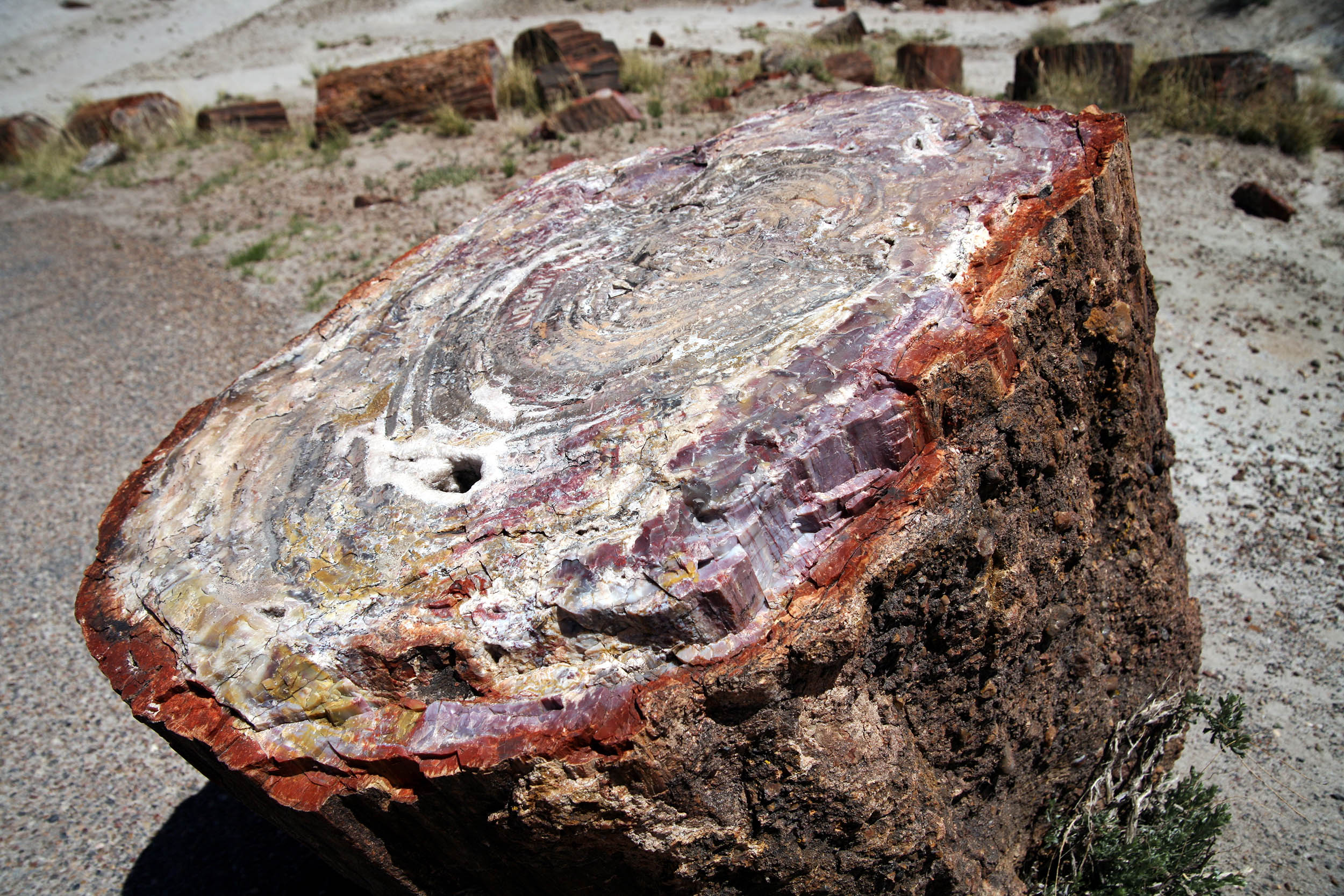 Fossilized wood contains geological history dating back hundreds of millions of years