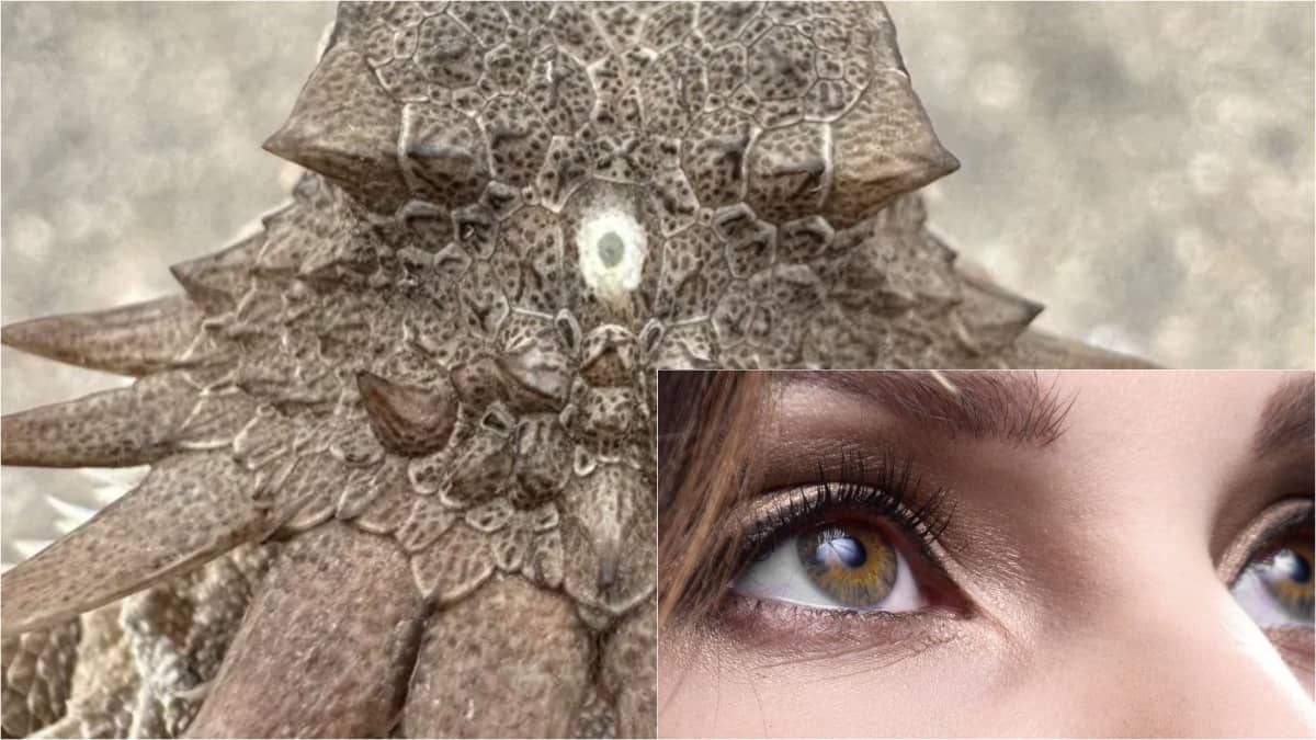 Mind-Blowing Twist: Shocking Study Claims Human Eyes May Have Originated From 600-Million-Year-Old One-Eyed Ancestor