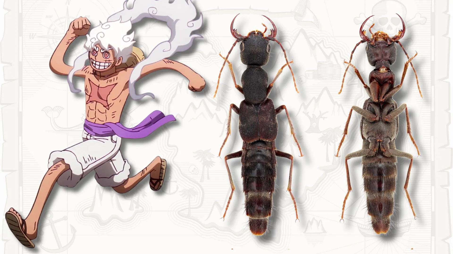 Researchers Name New Rove Beetle Genus Luffy After One Piece Protagonist