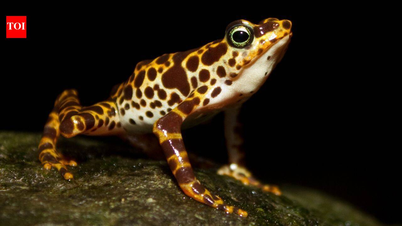 Harlequin Toads Lose Poisonous Skin Defenses Across Central and South America