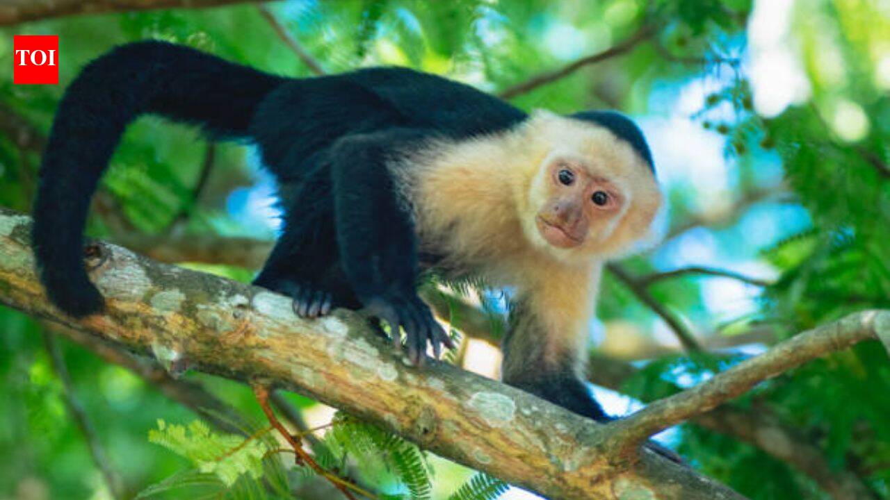 Capuchin Monkeys in Costa Rica Use AI Touchscreen for Food Rewards
