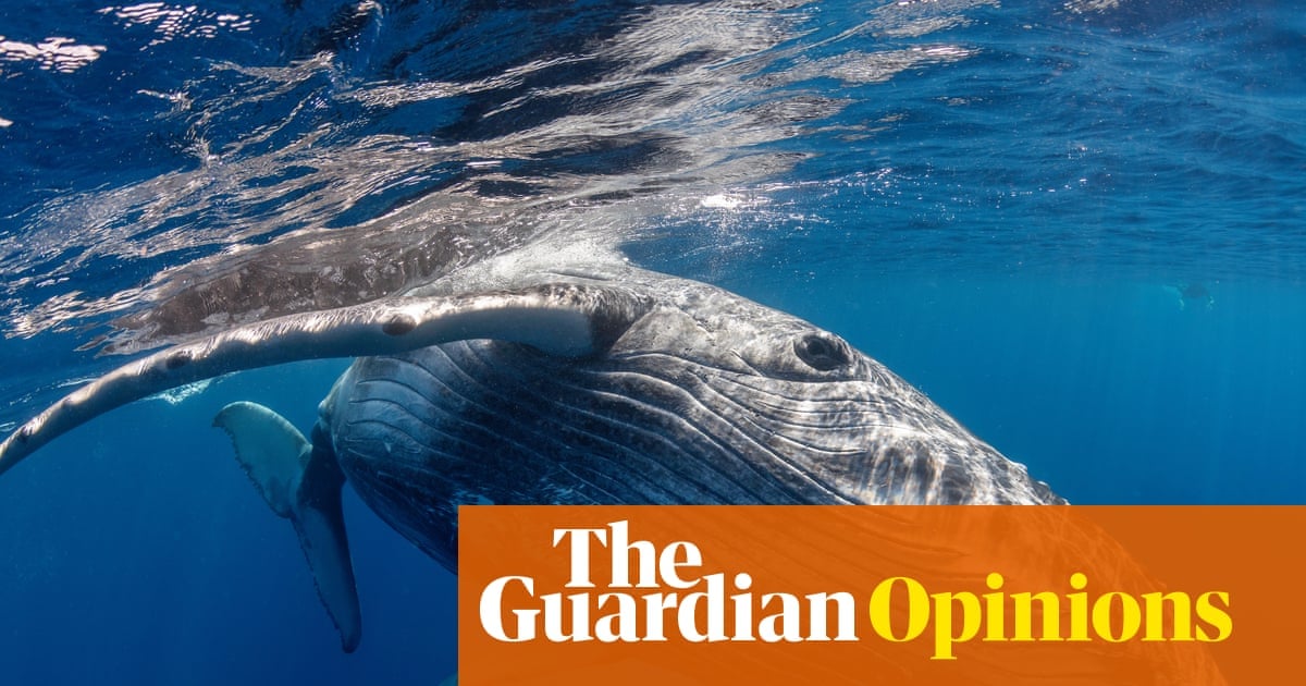 Humpback Whale Mother Documented Caring for Stillborn Calf off Gold Coast