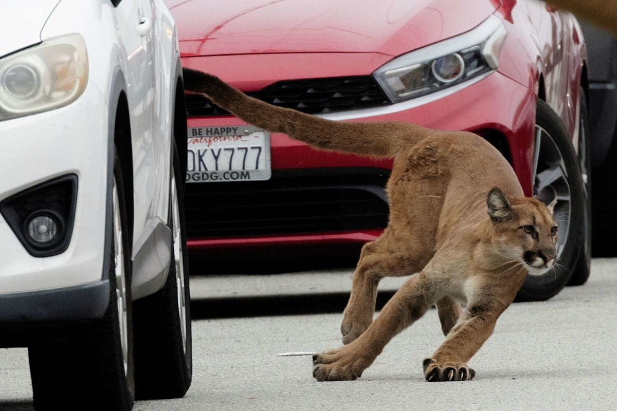 San Francisco Mountain Lion Captured After Tense Sunset District Standoff