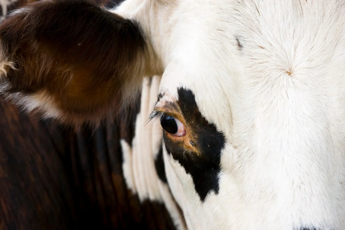 Cows Roam Kansas City After Truck Carrying Over 120 Crashes - Newsweek