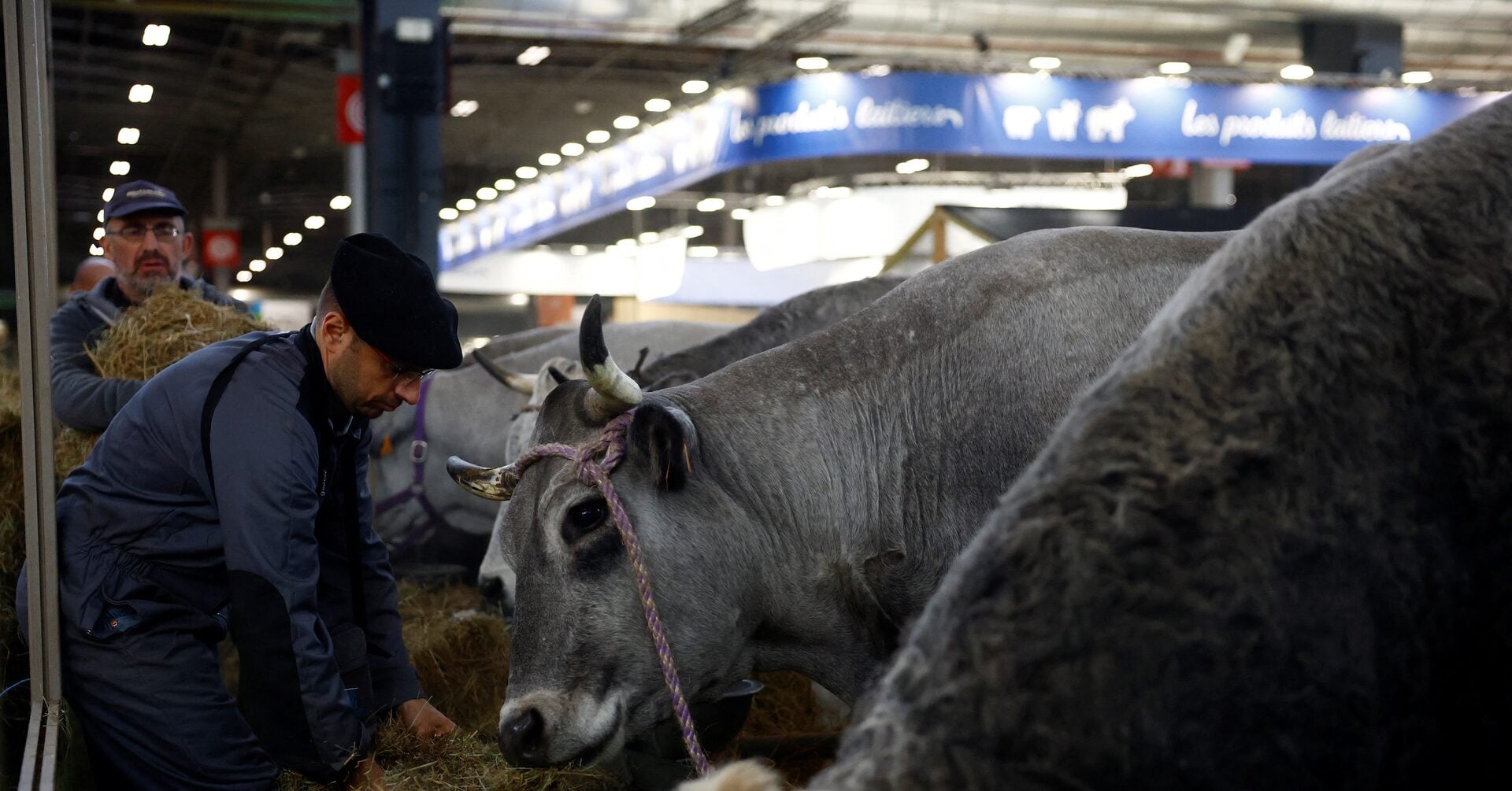 A French farmer feeds his cows in his stall on the eve of the opening of the 2025 Paris International Agriculture Fair